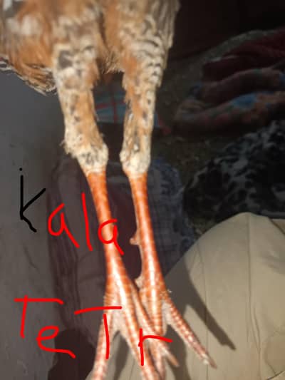 kala hen