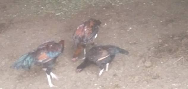 aseel patha for sale