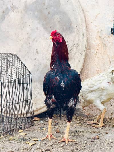 aseel breed active and healthy