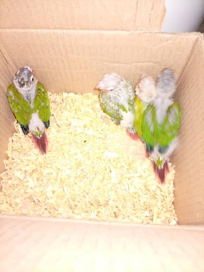 Raw cover Ur SunConor chicks available lahore