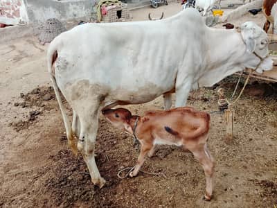 kohbsort gaey sath femeal kid