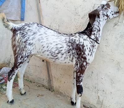 Teddy goat and dumba