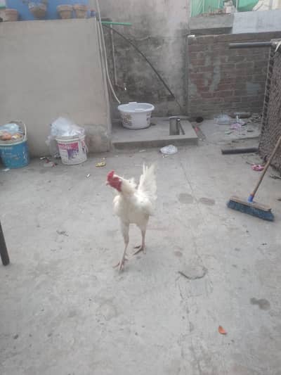 aseel Heera paper White