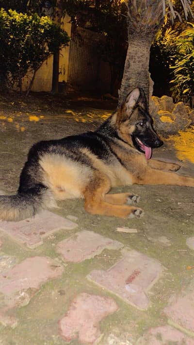 Double coat German Shepherd