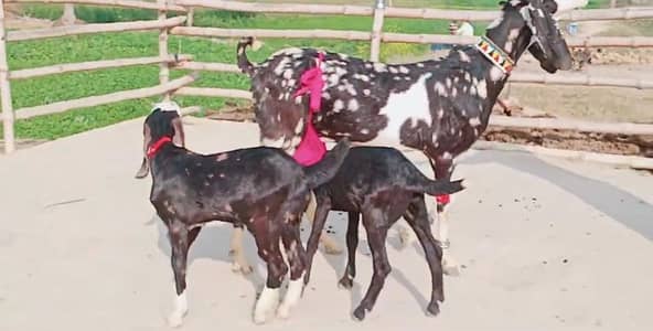 desi Bakri for sale 03405796364