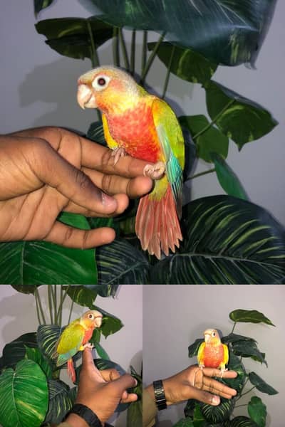 sun conure baby for sell