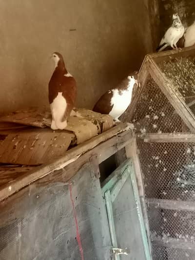 black and red sherazi pairs for sale