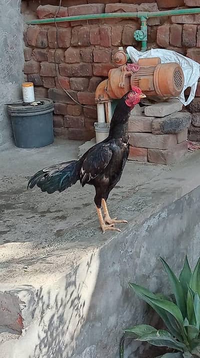 sawa mushka aseel patha