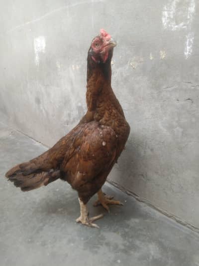 aseel female murgi old blood line