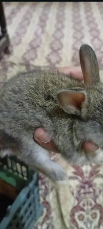 Rabbits pair bunnies available hain