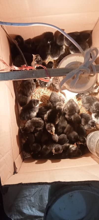 Asterloop chicks @130/chick