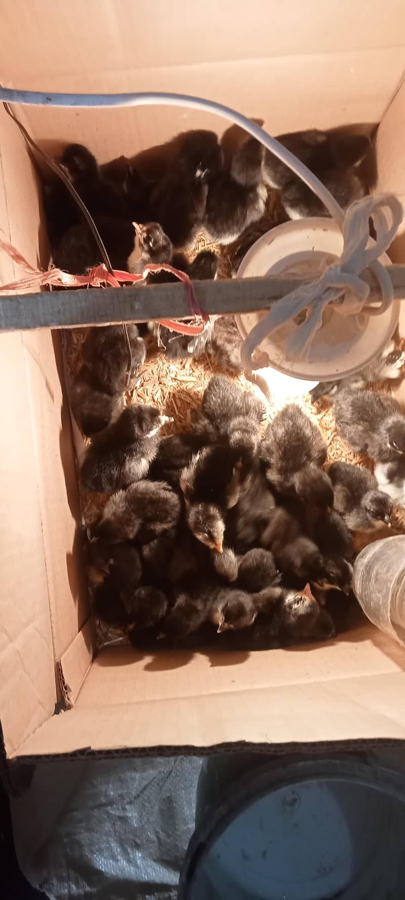 Asterloop chicks @130/chick 0