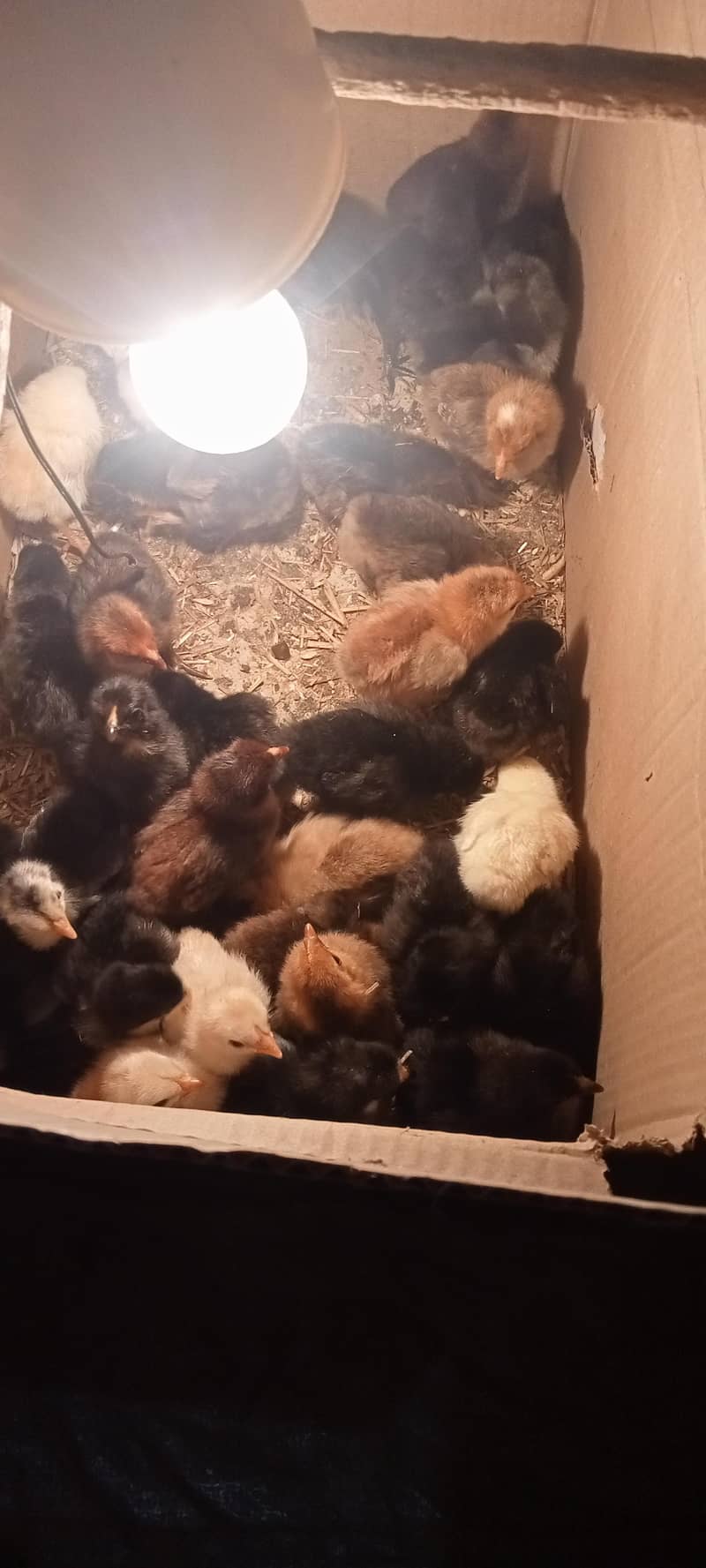 Asterloop chicks @130/chick 2