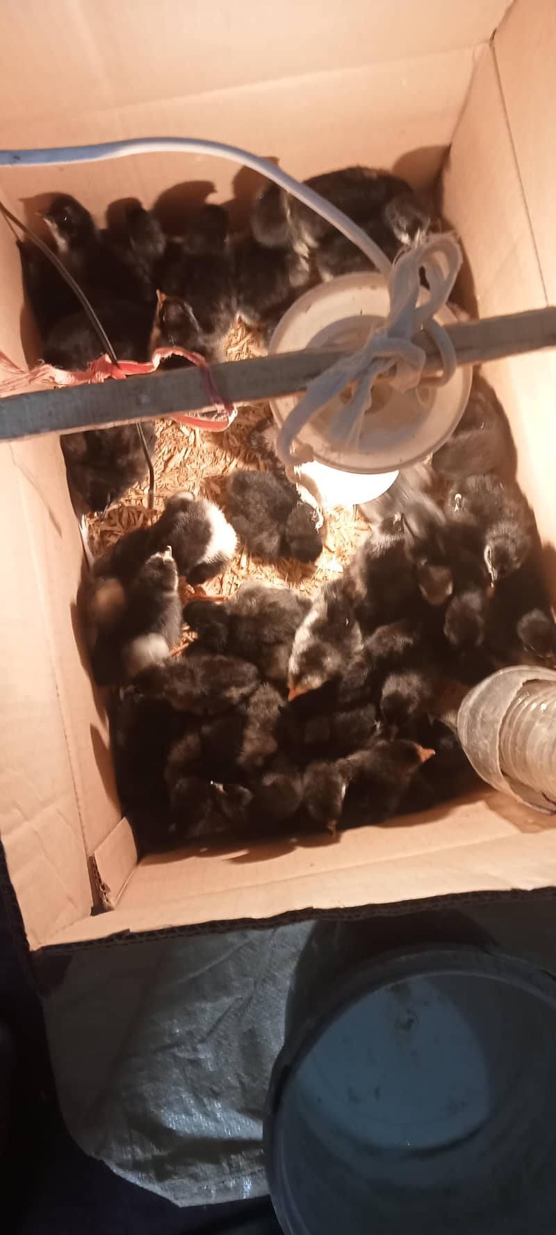 Asterloop chicks @130/chick 3