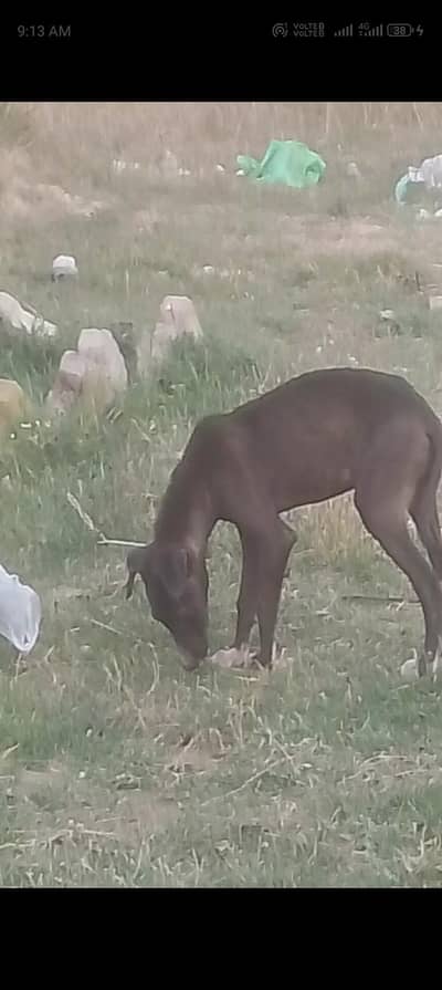 khata h sambalna ni ho rah