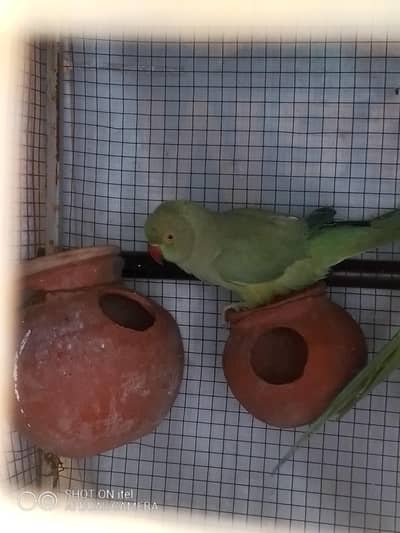 healthy active breeder female