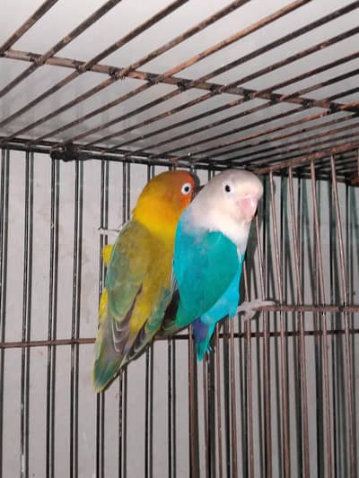 0327-0277654/DNA Pair/Love bird/parrot/cage/cocktail/Australian/bajri/
