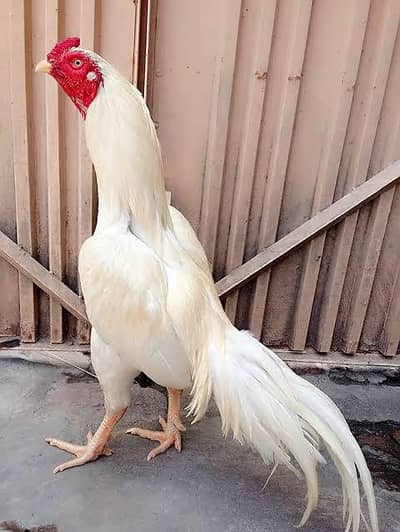 PURE SHAMU eggs for sale