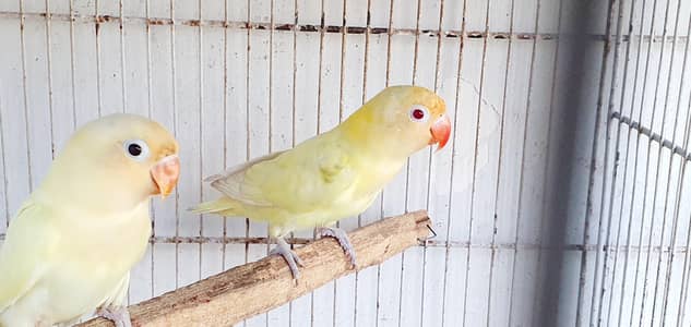 cremino, decino, albino red eye