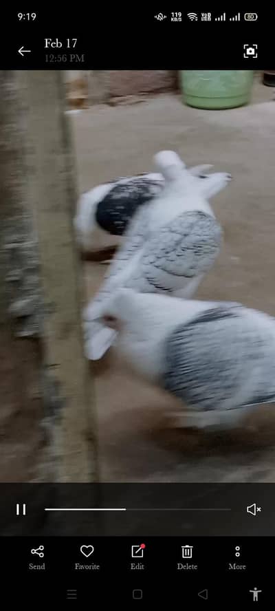 I am selling my  pigeon pair