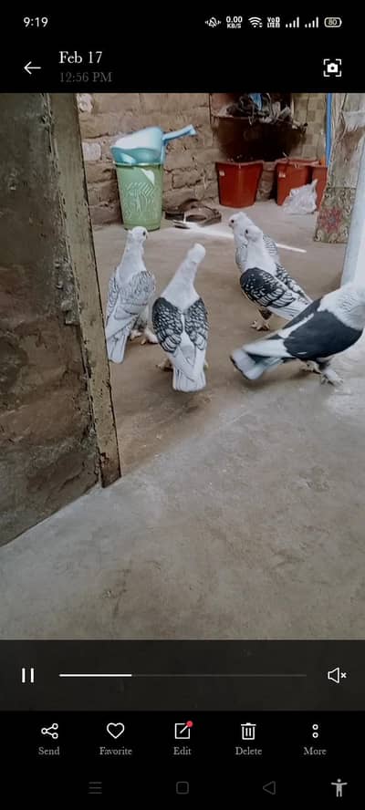I am selling my  pigeon pair