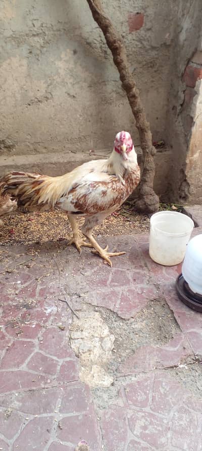 Khubsurat Aseel Murgha High Quality Breed