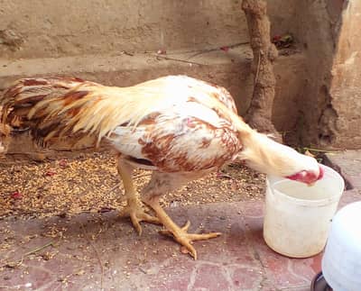 Khubsurat Aseel Murgha High Quality Breed