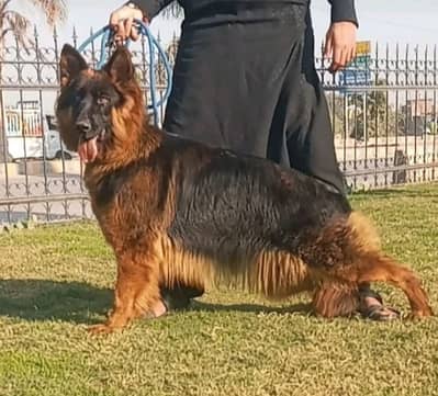 10 months long coat gsd lowbak female for sale{03282745710