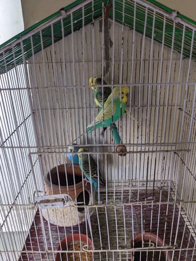 1pair ha 3 sth single ha good and healthy ha