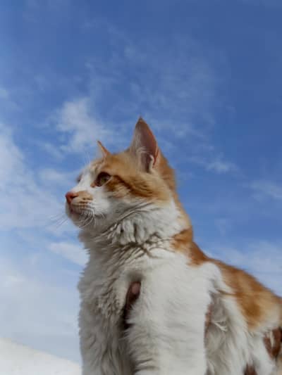 2.5 year double coat Persian male Cat