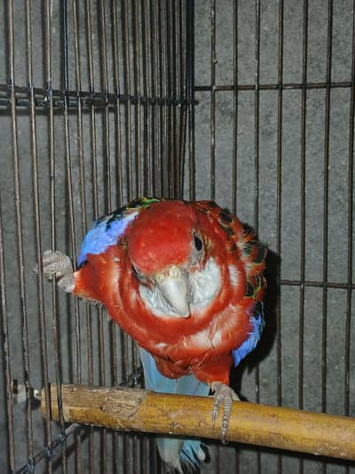 Male Rosella for Sale