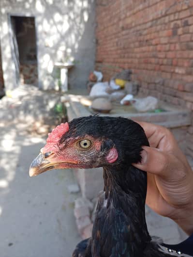 thi cross Pakistan aseel