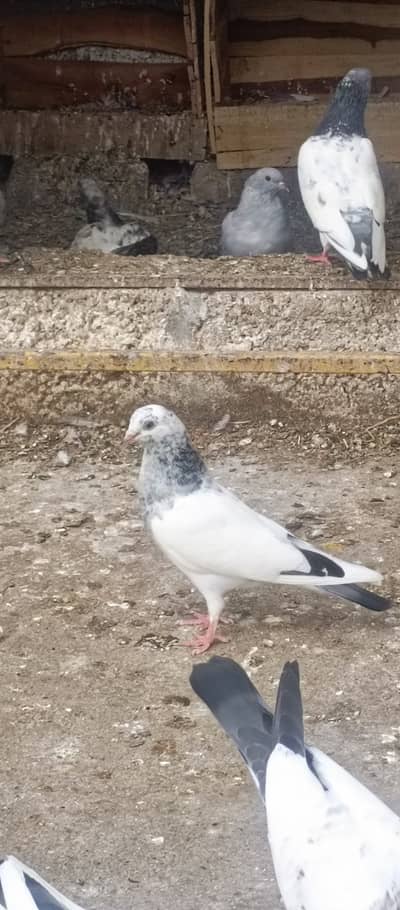 Highflyer baby pigeon for sale in wah cantt