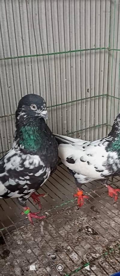 breeder pair watsapp 03/29/46/64/5/32