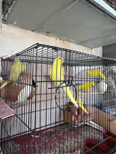 Hand Tamed Pineapple Conure