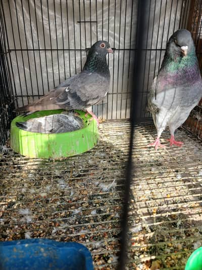 dub wala breeder pair sat 1chiks 03299779966