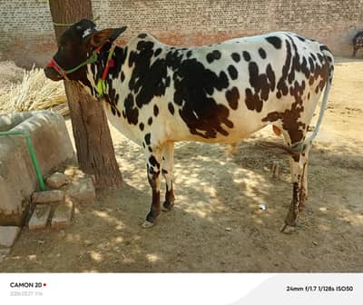 قربانی کے لیے تیار خوبصورت دیسی وچھا