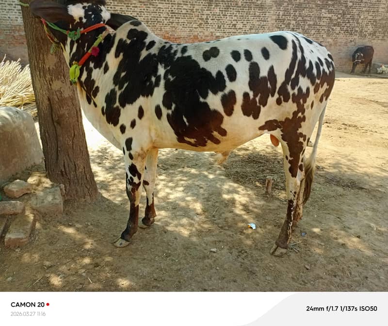 قربانی کے لیے تیار خوبصورت دیسی وچھا 1