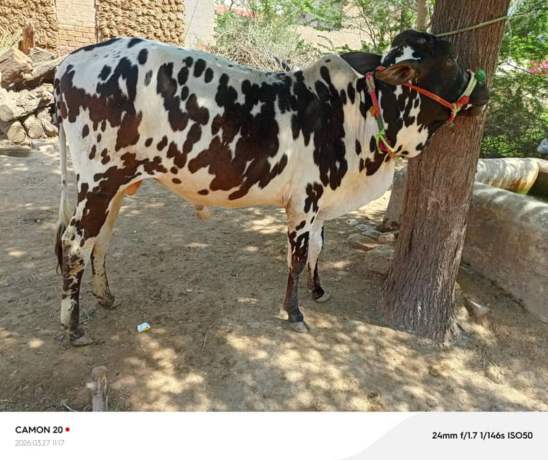 قربانی کے لیے تیار خوبصورت دیسی وچھا 2