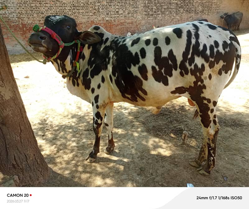 قربانی کے لیے تیار خوبصورت دیسی وچھا 3