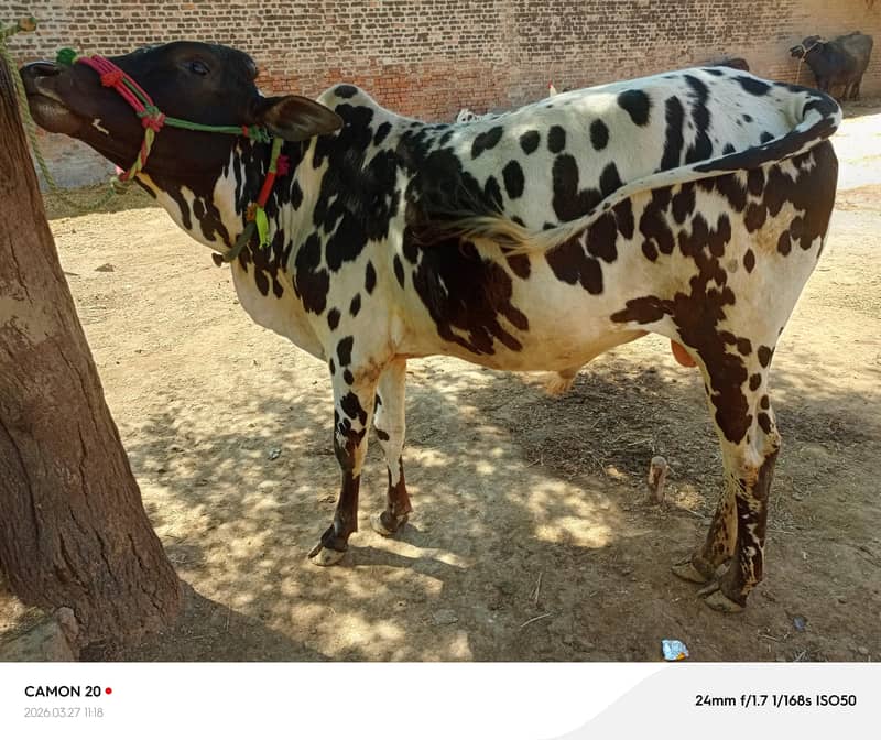 قربانی کے لیے تیار خوبصورت دیسی وچھا 4