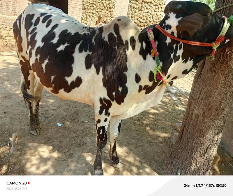 قربانی کے لیے تیار خوبصورت دیسی وچھا 5