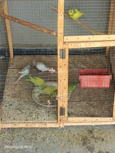 budgies pairs with health chicks