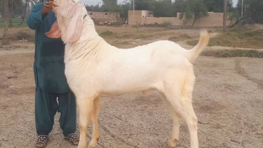 Bakra for Sale Top Quality (2 Teeth) - Call Me 03460423873