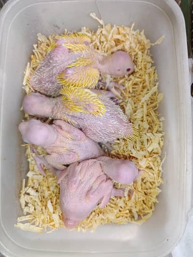yellow ring neck chicks for hand tame