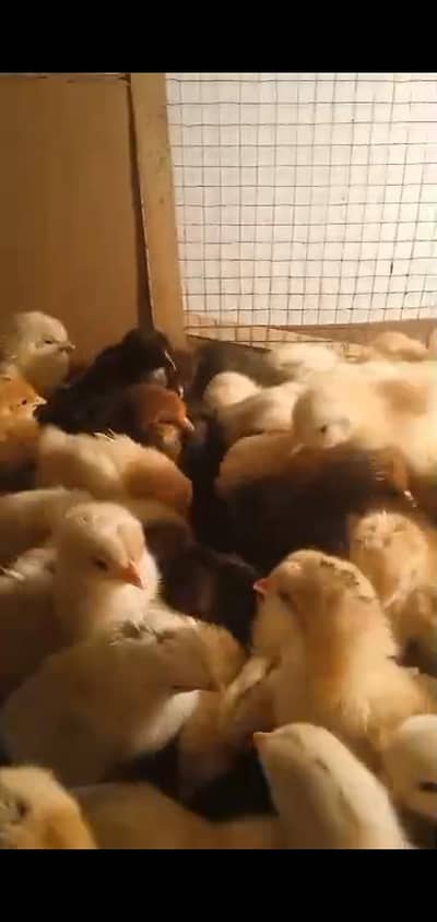 golden misri chicks 2days