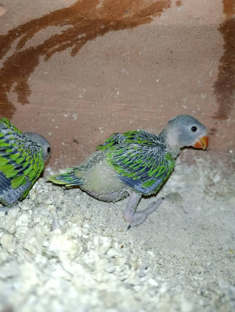 green ringneck chick 0