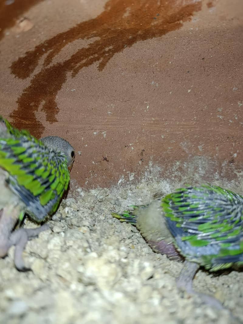 green ringneck chick 1