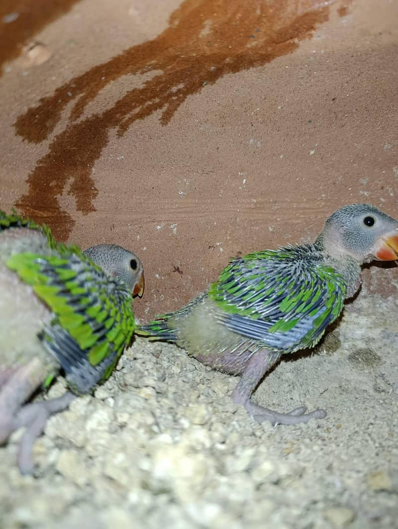 green ringneck chick 2