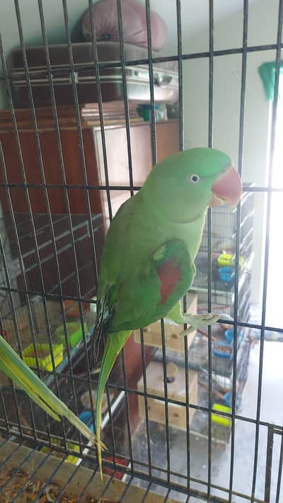 Jumbo Size Raw(Alexander) Pair For Sale